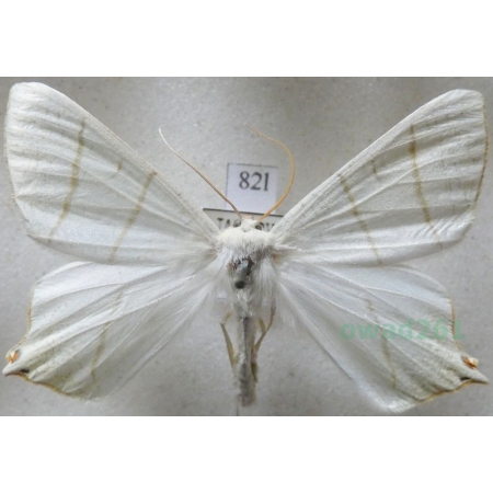 Ourapteryx sambucaria (Linnaeus, 1758) male Bodzieniec bzowiak Czech82l